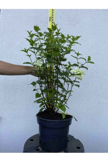 Гортензія Сільвер Долар - 3л/вис.60-80см/Ø30-40см